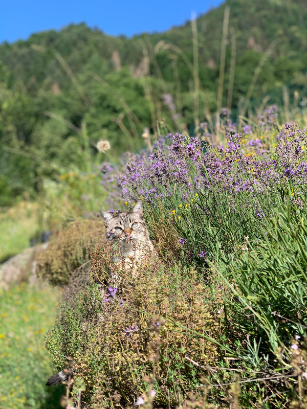 Terre Solive, estate 2024 in azienda agricola