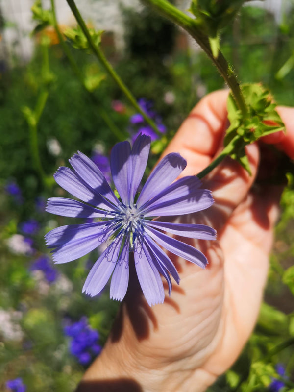 Le essenze floreali, un mondo di benessere dalla natura